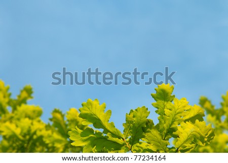 Oak green leaves against the blue sky