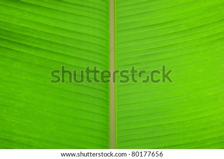 Banana tree leaf. Can be used as background