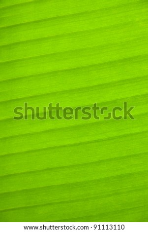 Leaf banana palms. Can be used as background