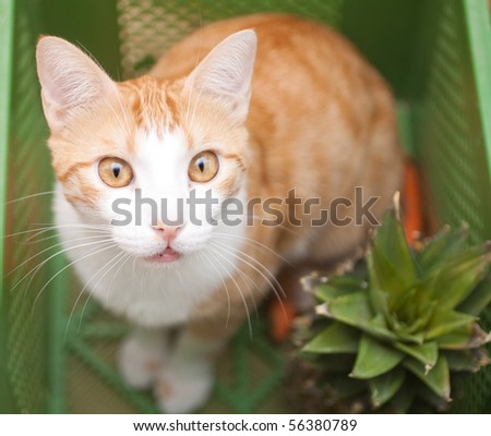 Cat peeping out from vegetable crate