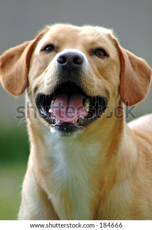 A dog laugh
