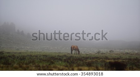 horse eating grass in a foggy field.