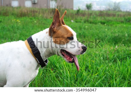 American Staffordshire terrier Portrait