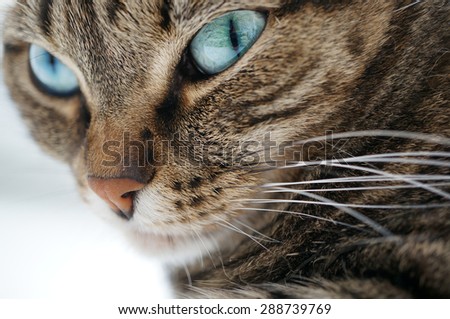 A portrait of a beautiful blue eyed tabby cat.