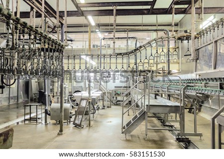 Slaughterhouse poultry factory. Poultry processing plant line. Production of chicken meat.