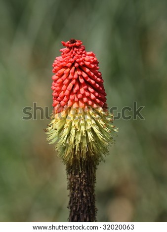 Flower head of the Red Hot Poker plant Kniphofia Uvaria also known as Tritoma or Torch Lily