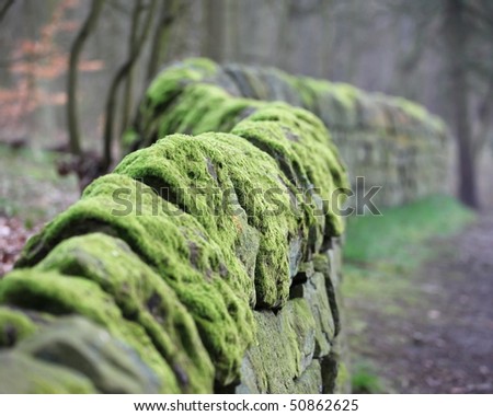 An old moss covered dry stone wall snaking into the distance