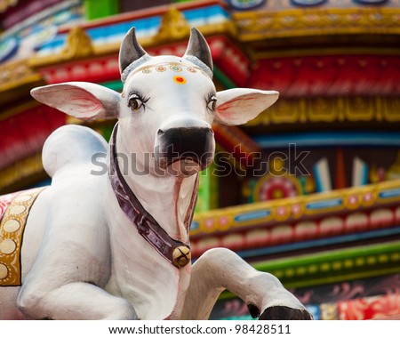 hindu cow