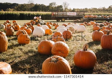 Pumpkins in a field in front of a corn maze and hay ride.