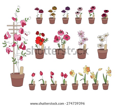 Flower pots with flowers - tulips, narcissus, poppy and aster. Plants growing on window sills and balcony