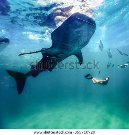 Whaleshark diving at Oslob, Philippines