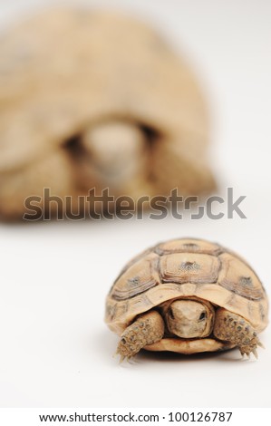 stock photo : Turtle son and father