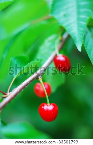 Three pieces of cherry in one place on three