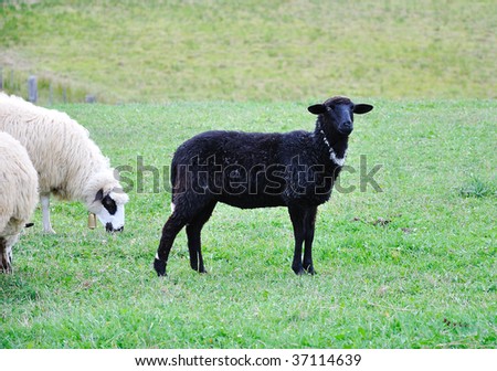 Sheep and little lamb on green ground