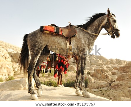 Arabic horse