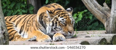 Tiger sleep in a wood house