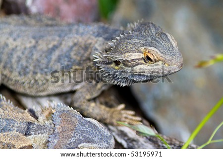 Close up of a Bearded Dragon