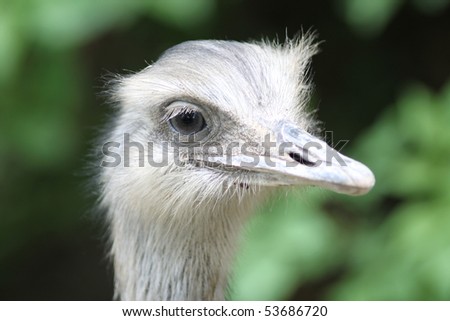 The rheas are species of flightless ratite birds in the genus Rhea, native to South America. There are two existing species: the Greater or American Rhea and the Lesser or Darwin\'s Rhea.
