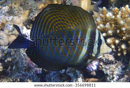 Red Sea Sail fin Tang is one of the most elegant fish in the Red Sea.