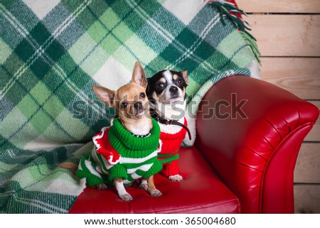 Dog in Christmas costumes