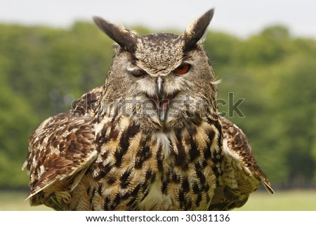 stock photo Crying Eagle owl
