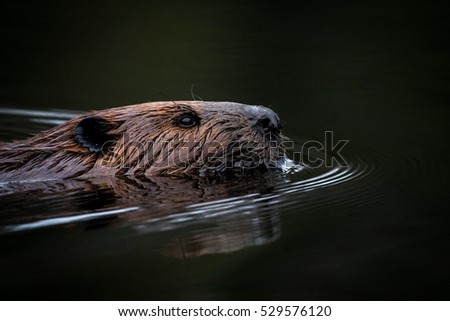 North American Beaver - Castor canadensis, close-up portrait and reflection while swimming in the still water of it\'s pond.