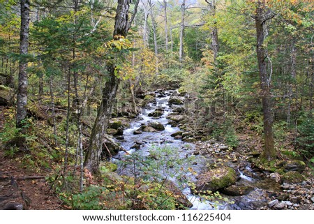 Forest landscape - dense forest and cold mountain stream.