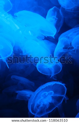 Amazingly beautiful organisms of the marine world eared jellyfish - Aurelia aurita