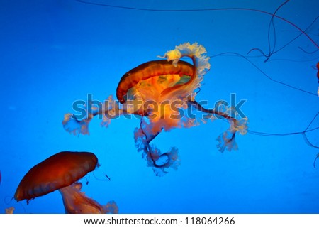 Amazingly beautiful marine organisms of the world jellyfish - Scyphozoa.