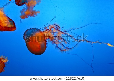 Amazingly beautiful marine organisms of the world jellyfish - Scyphozoa.