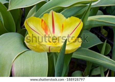 Delicate spring flower - tulip flower