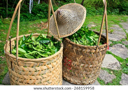 Fresh tea leaves are collected in baskets for further processing.