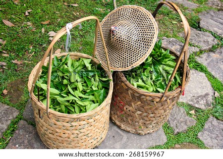 Fresh tea leaves are collected in baskets for further processing.
