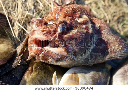 Gobiidae Fish