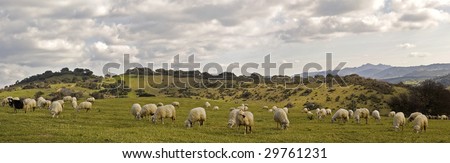 Sheeps in Sardinia