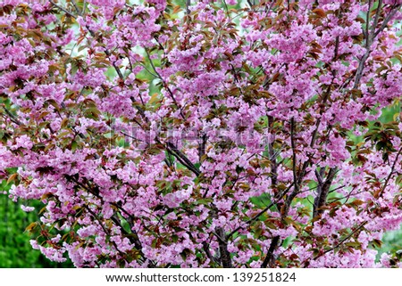 Cherry blossom background with lovely pink color