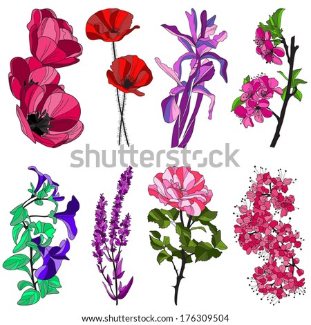set of hand drawn decorative flowers: tulip, poppy, iris, cherry, viola, violet and rose, design elements