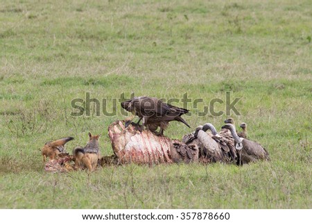 Vulture eating on a dead wilder beast while other vultures and jackals wait for their turn