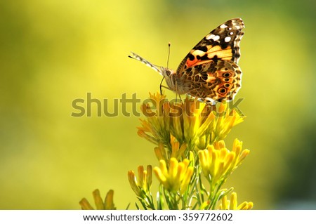 Butterfly and Mountain Rabbit brush Flowers - Autumn in Colorado, a colorful butterfly (Vanessa kershaw, \