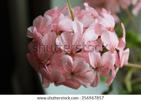 Rose geranium