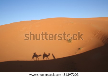 camels caravan