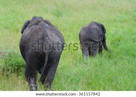 Two Elephants in the Savanna