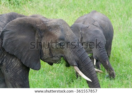 Two Elephants in the Savanna