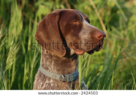 German Shorthair Pointer - Bird Dog
