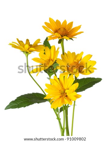 bunch of yellow daisy flowers on white background