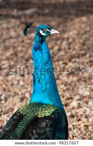 peacock blue neck