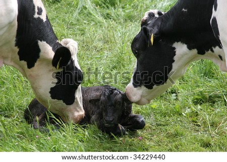 Directly after the birth of the calf from the mother lovingly cleaned.