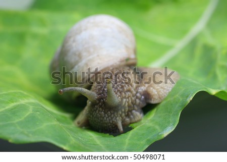In a garden, in addition to many other animals always snails.
