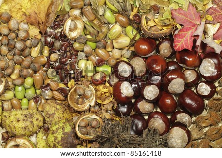 Colorful chestnuts, acorns, beechnuts and decorative leaves lie side by side.