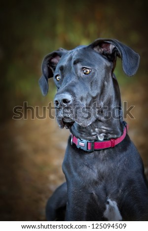 Beautiful black Great Dane Dog with curious expression